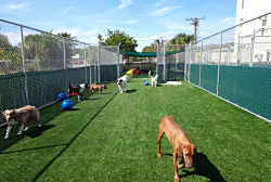 Dog Care Facilities with Artificial Grass